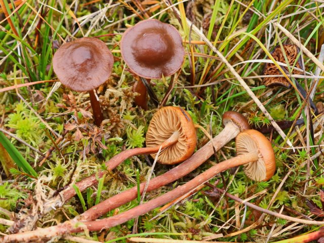 Phaeonematoloma myosotis, Großsporiger Schwefelkopf